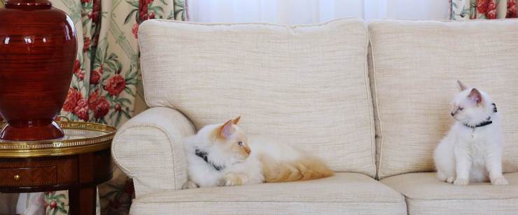 Los gatos de Le Bristol