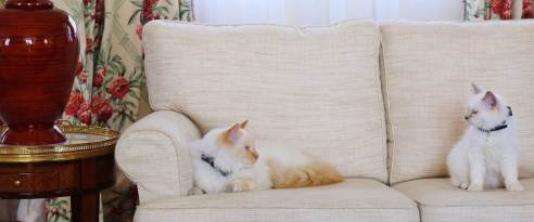 Los gatos de Le Bristol