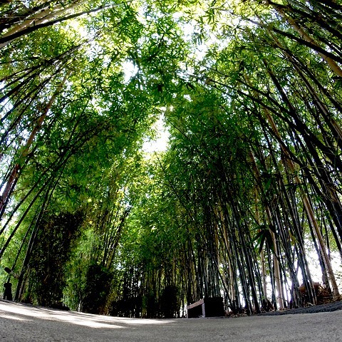 jardines_de_mexico_01