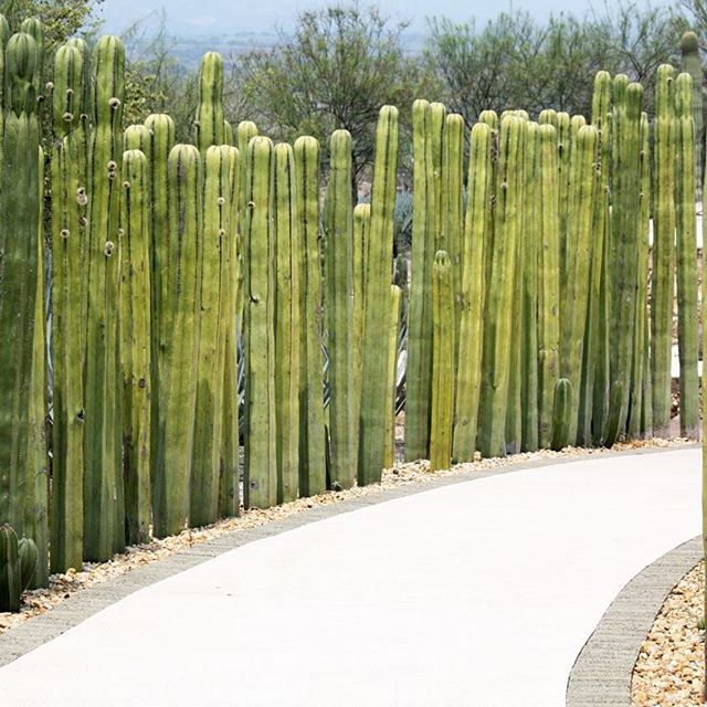 Jardínes de México