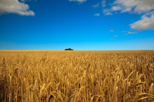 Campo de cebada